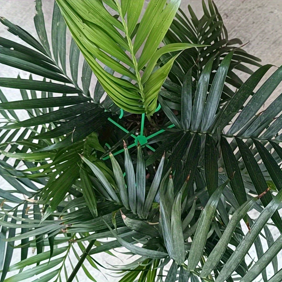 Climbing Houseplant Stem Supports - Image 4