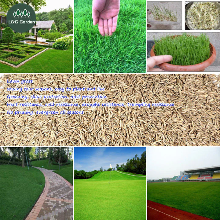 Evergreen Grass Seeds - Image 2