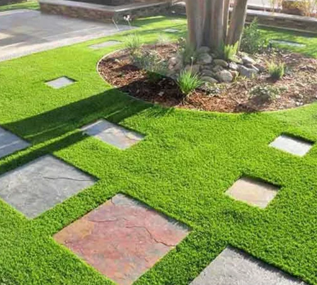 Evergreen Grass Seeds - Image 3
