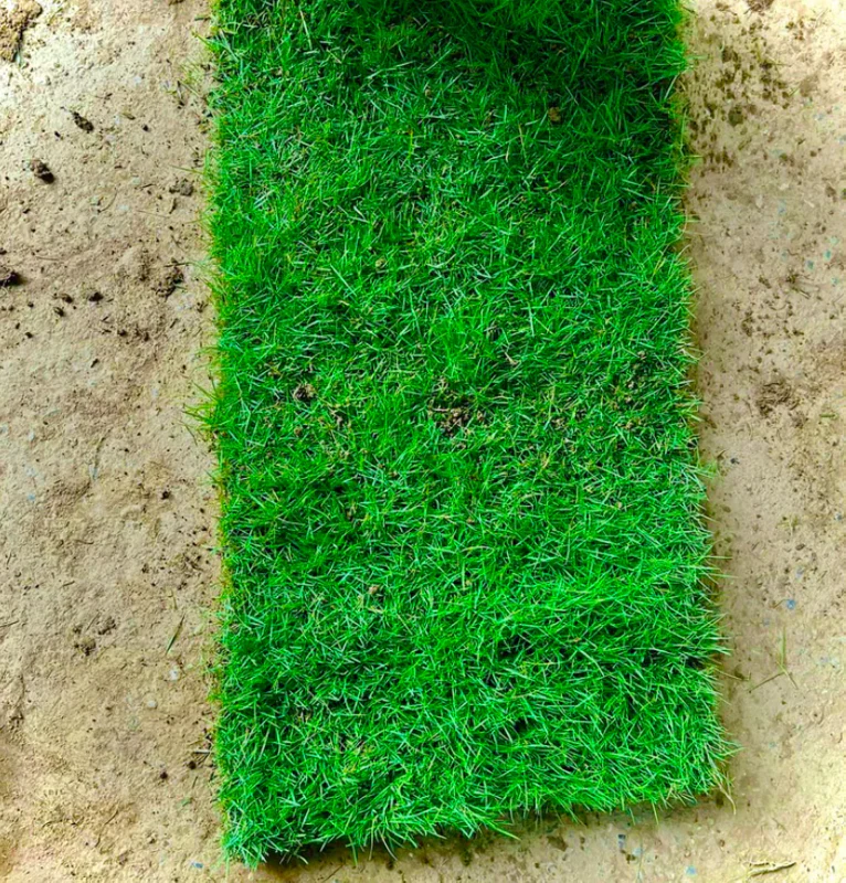 Evergreen Grass Seeds - Image 4