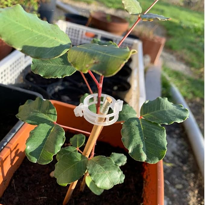 Plant Support Clips - Image 4